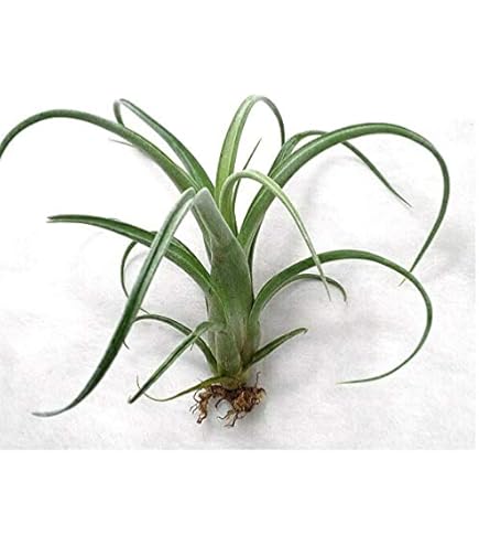 Amazon.co.jp: Frontier Plants 現品チランジア イオナンタ